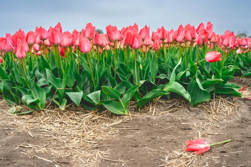 Tulips, Mortgages, and Crypto: The Same Financial Delusion Has Been Fooling Smart People for 400 Years
